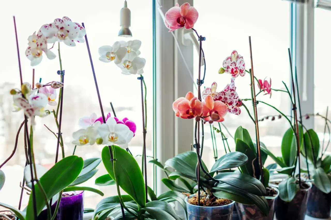 Orchidées épanouies sur un rebord de fenêtre. Un remède de grand-mère pour orchidée, comme un peu de lumière naturelle, suffit à les faire prospérer.