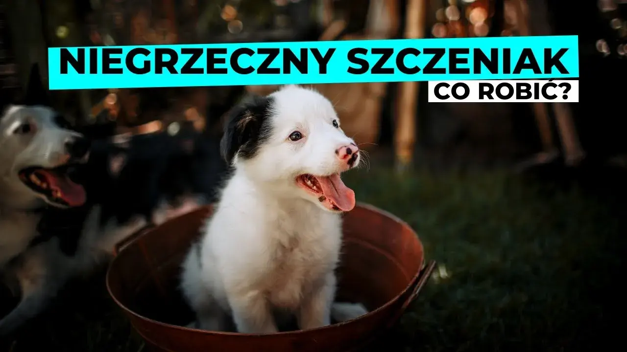 Niesforny szczeniak? Praktyczny poradnik, jak rozwiązać problemy