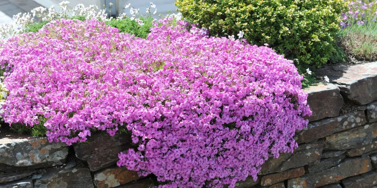 En matta av rosa blommor som tål sol utomhus breder ut sig över en stenmur. Bakom syns gröna buskar och vita blommor.