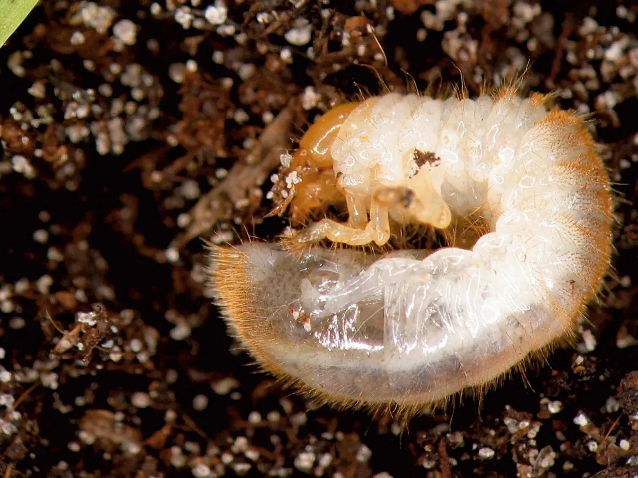 Larva bianca e pelosa, un esempio di insetti che mangiano le radici delle piante, si muove nel terreno scuro.