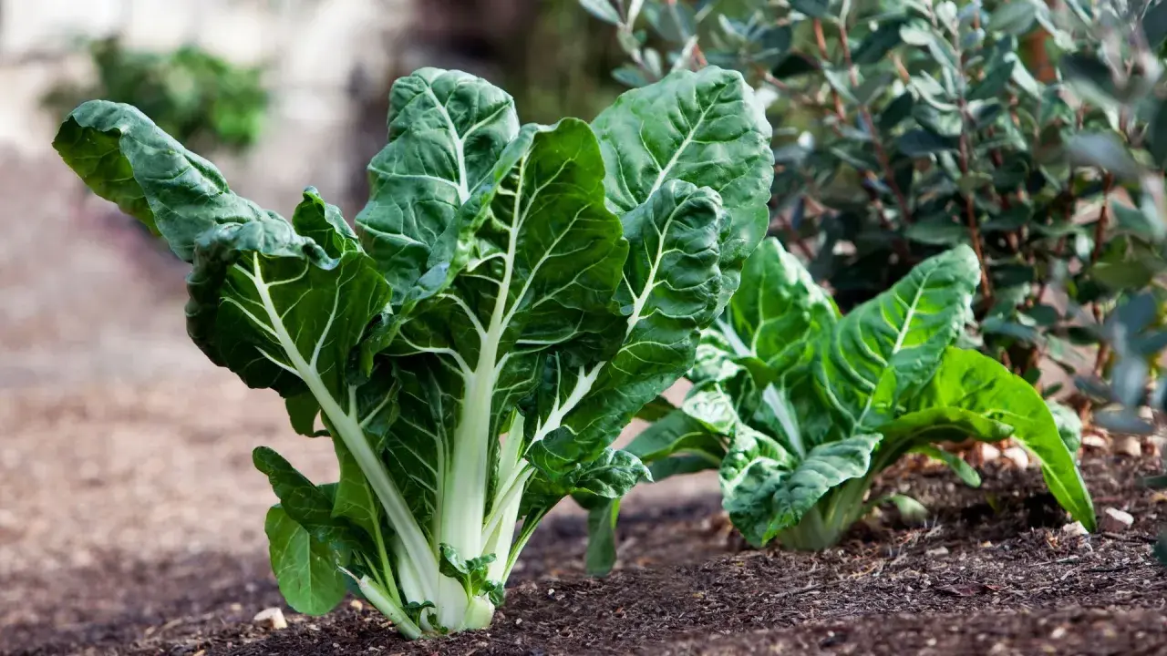 Plantas de acelgas verdes y frescas en un huerto. ¡Los perros pueden comer acelgas!