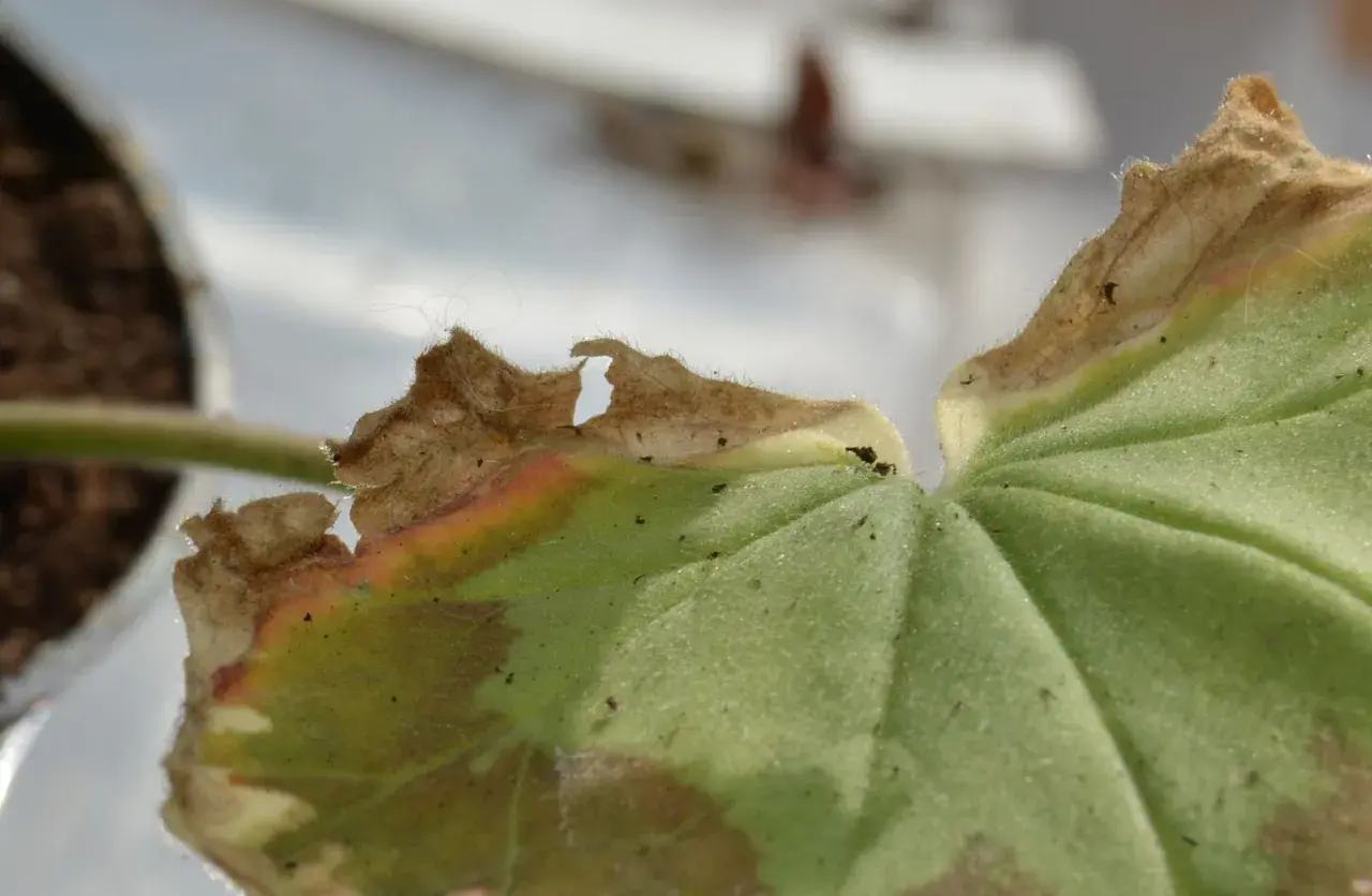En pelargon med gula blad och brända kanter. En del av bladet har blivit brunt och torrt.