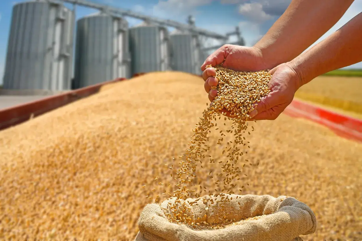 Mains remplies de maïs grain sec, versant le grain dans un sac, avec des silos en arrière-plan.