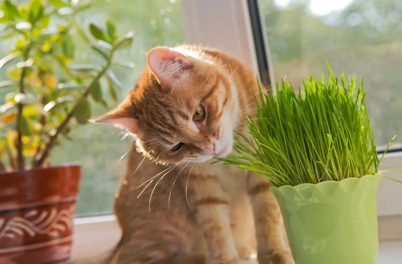 An orange tabby cat nibbles on fresh cat grass, enjoying its benefits.