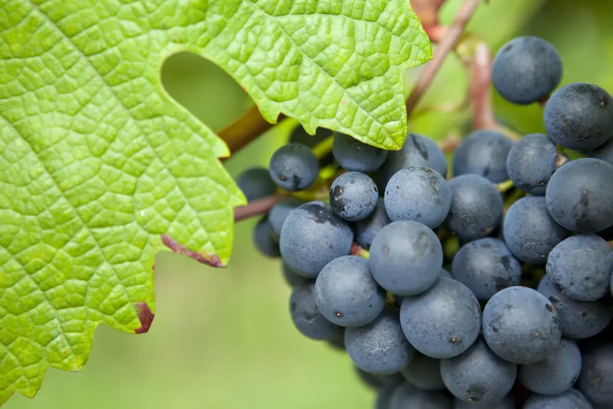Reife blaue Trauben hängen an einem Rebstock, umgeben von einem grünen Blatt. Dies symbolisiert die autochthone Bedeutung von Wein, der aus heimischen Rebsorten gewonnen wird.