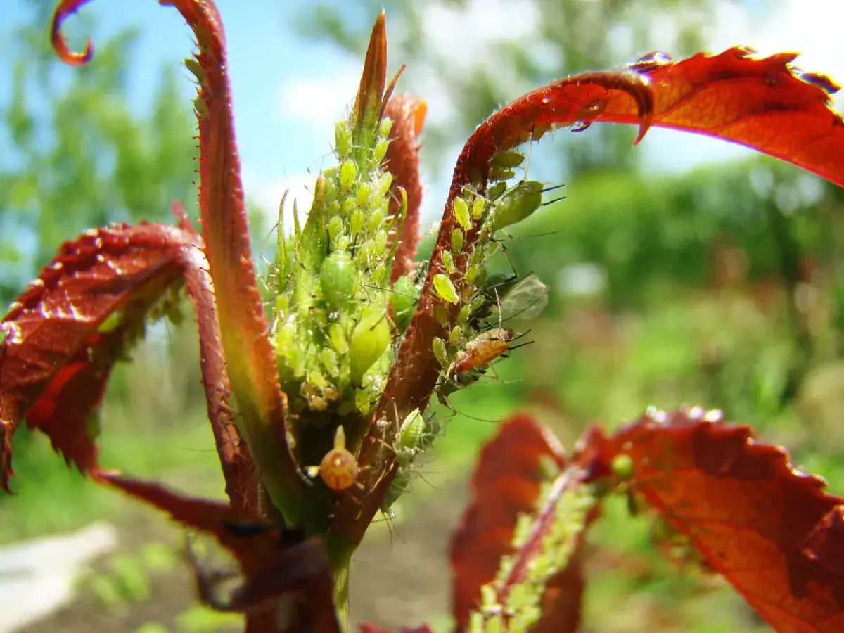 Un jeune plant de framboisier envahi par des pucerons verts. Ces petits insectes, le puceron framboisier, se nourrissent de la sève des jeunes pousses.