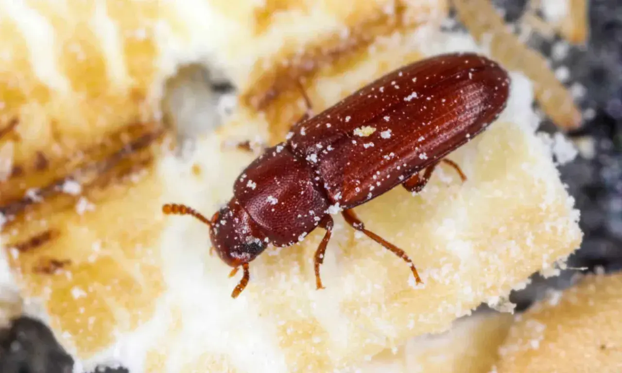Ein brauner Käfer, Xylocoris flavipes, krabbelt über ein Stück Nahrung, bedeckt mit feinem weißem Pulver.