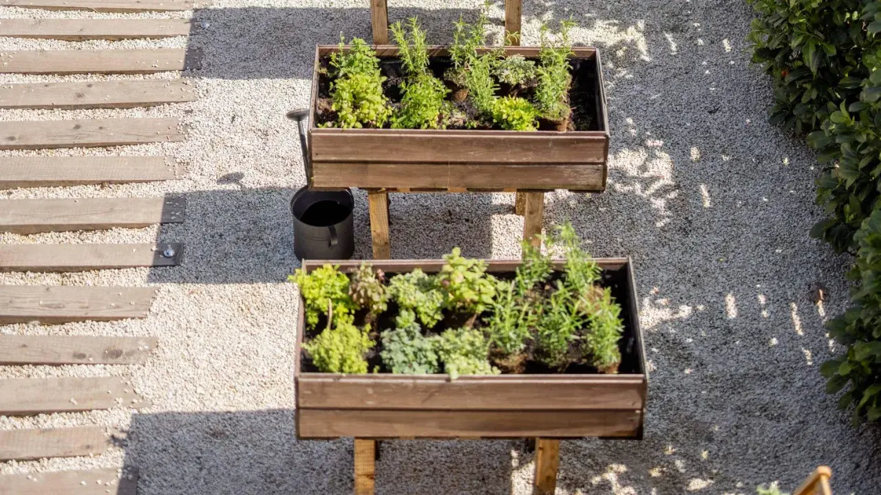 Dos mesas de cultivo con hierbas aromáticas y plantas verdes. Ideal para saber qué se puede plantar en una mesa de cultivo y tener un huerto urbano.