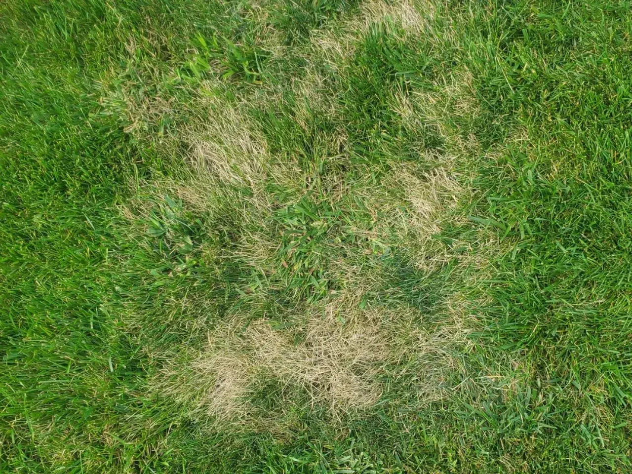 Plamy suchej, żółtej trawy na zielonym trawniku, jakby po zastosowaniu agro sorb folium.