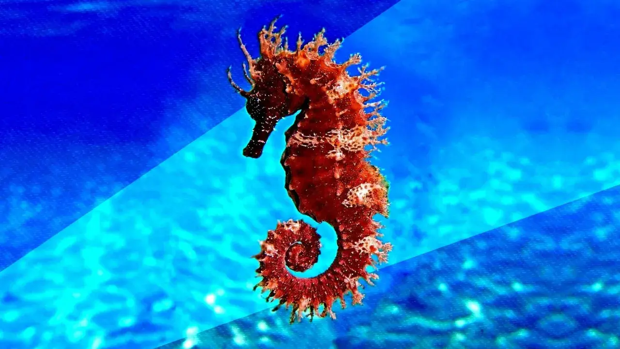 Caballito de mar de color rojizo, con su cola en espiral, flotando en aguas azules. Su tamaño es diminuto, pero su forma es fascinante.