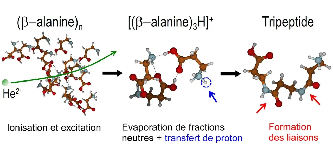 Schéma montrant la formation d'un tripeptide à partir de β-alanine, impliquant ionisation, évaporation et transfert de proton, illustrant la définition des acides aminés.