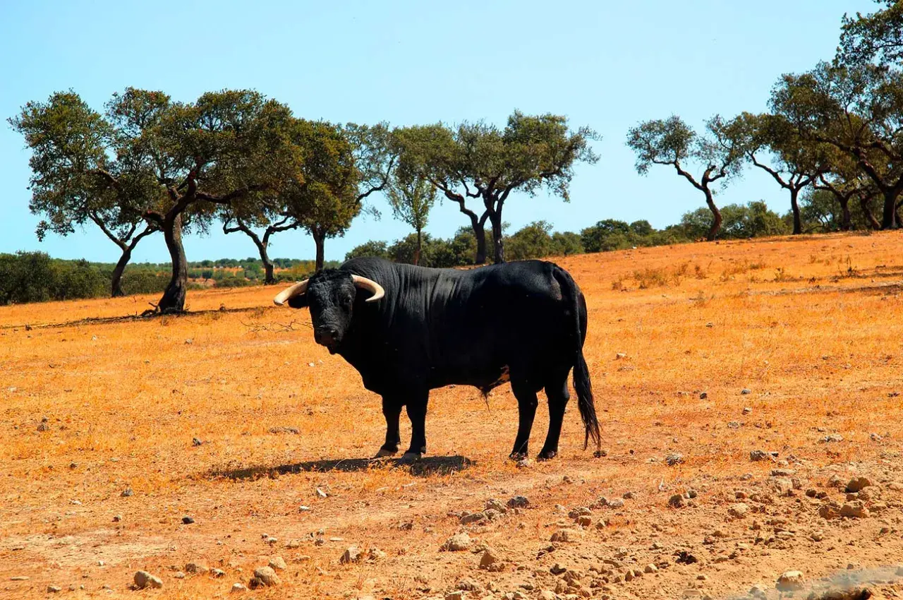 Toro negro imponente en un campo seco, bajo la sombra de árboles. Un ejemplar de la ganadería Torrehandilla.
