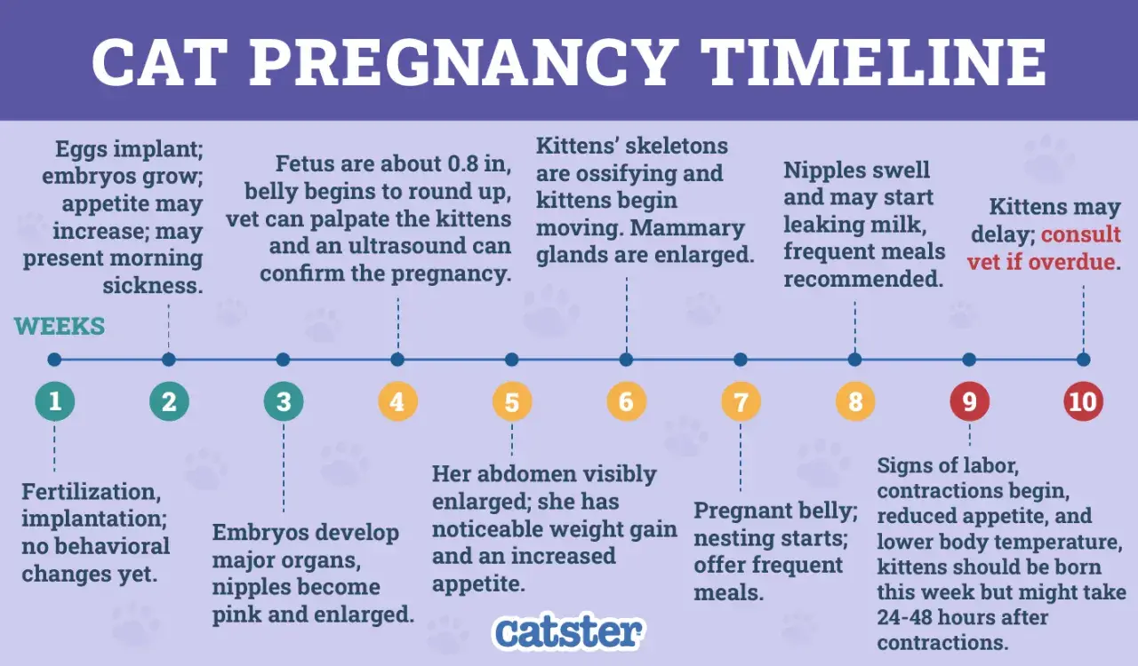 Cat pregnancy timeline showing pre labor signs week by week: from implantation to labor, with key developmental milestones and physical changes.