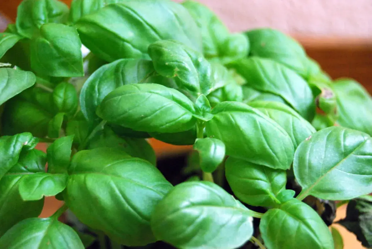 Un primo piano di foglie verdi e lucide di basilico, una verdura profumata perfetta per la cucina.