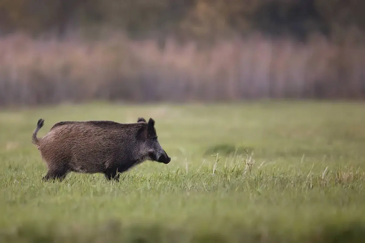 Jak szybko biega dzik i co to oznacza dla jego przetrwania?