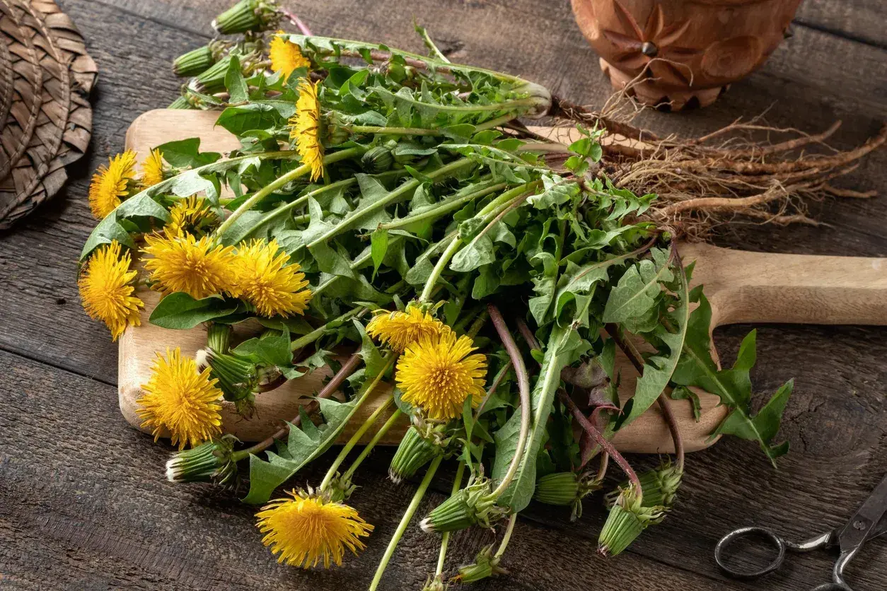 Un mazzo di tarassaco con fiori gialli e radici su un tagliere di legno. Attenzione, alcune varietà di tarassaco velenoso possono assomigliare a queste.