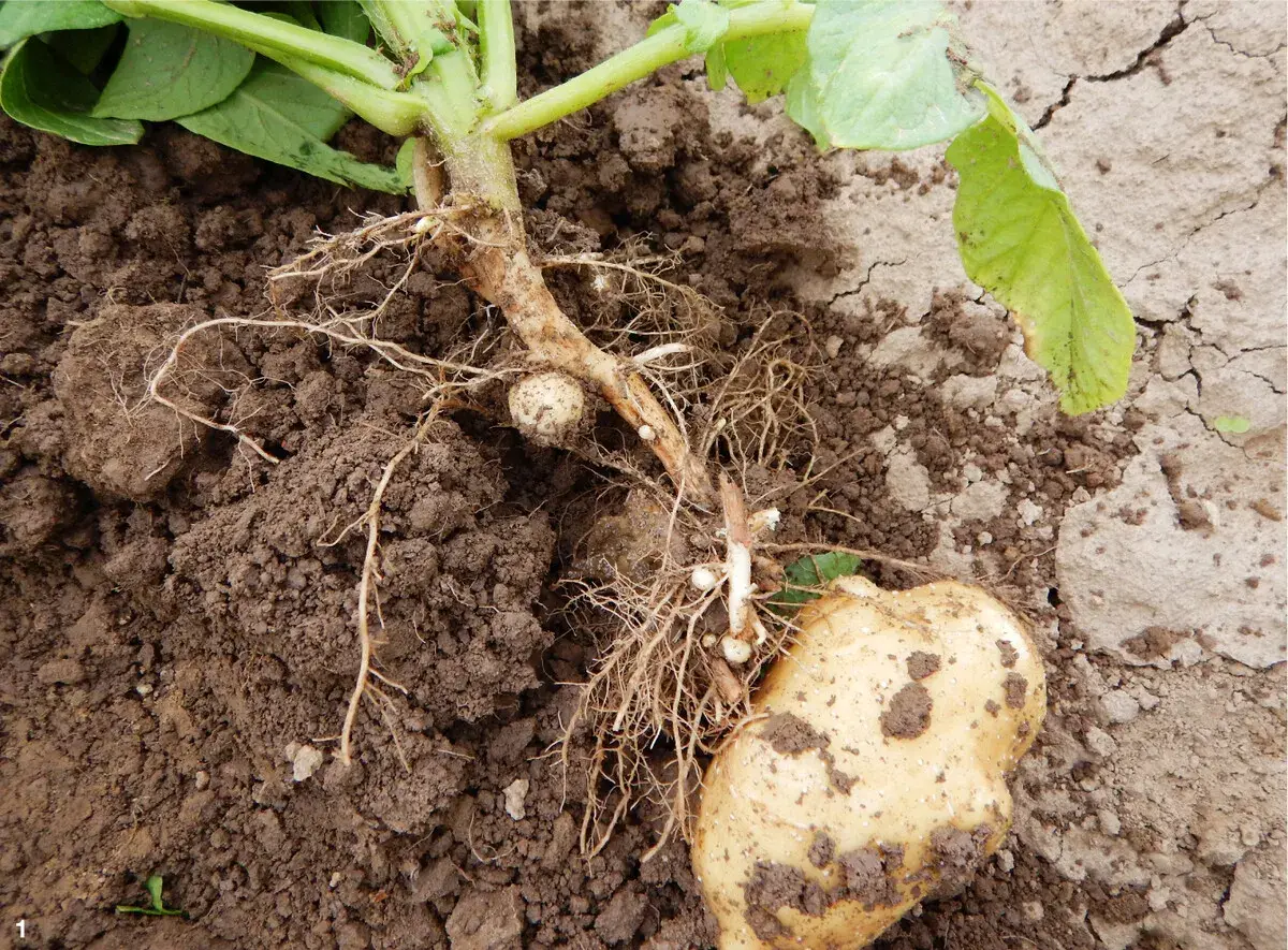 Kartoffelstaude mit Wurzeln und einer Knolle im Boden. Kleine, weiße Knöllchen deuten auf Rhizoctonia bei Kartoffeln hin.