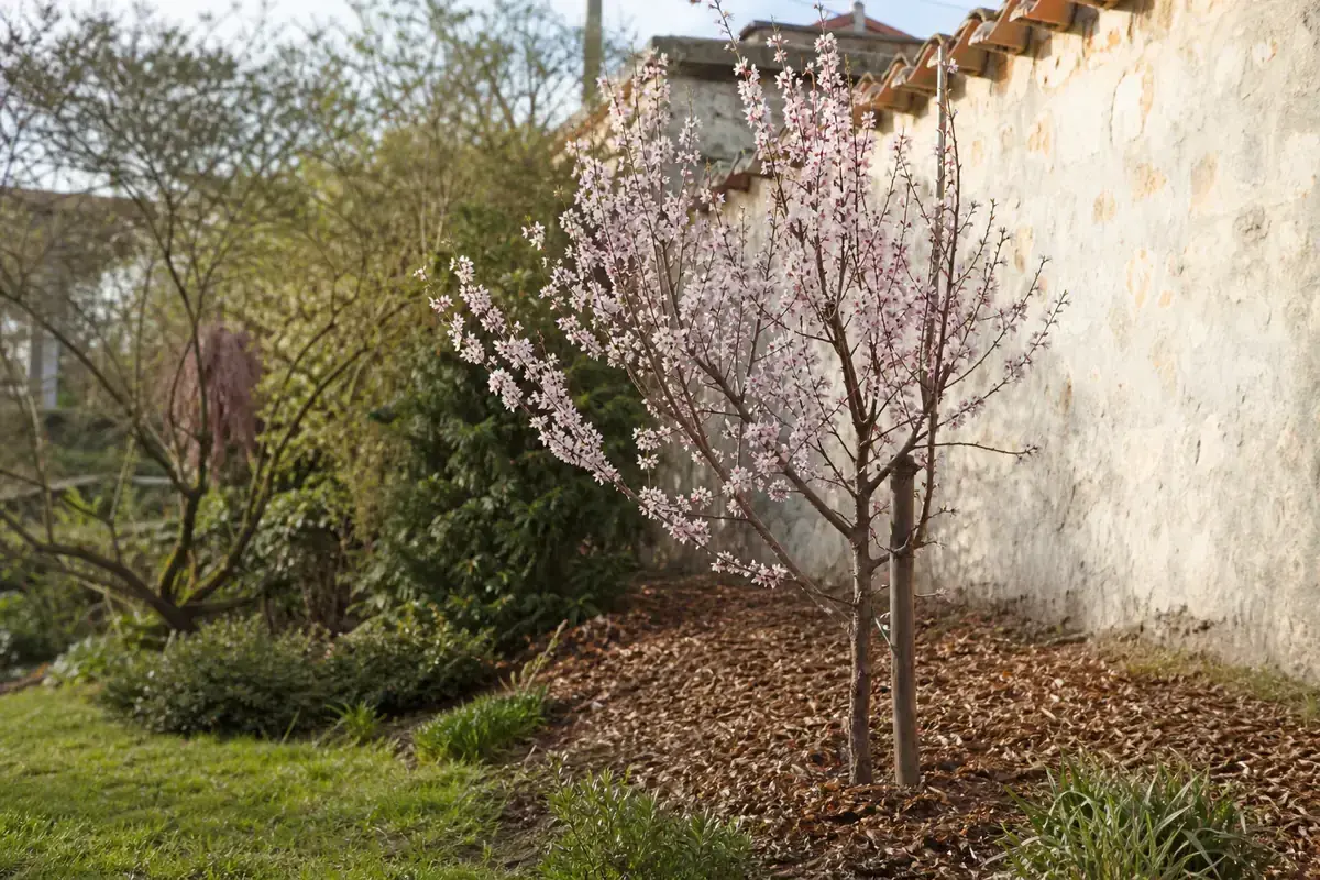 Un jeune abricotier en fleurs, aux délicates fleurs roses, se dresse près d'un mur de pierre ancien.