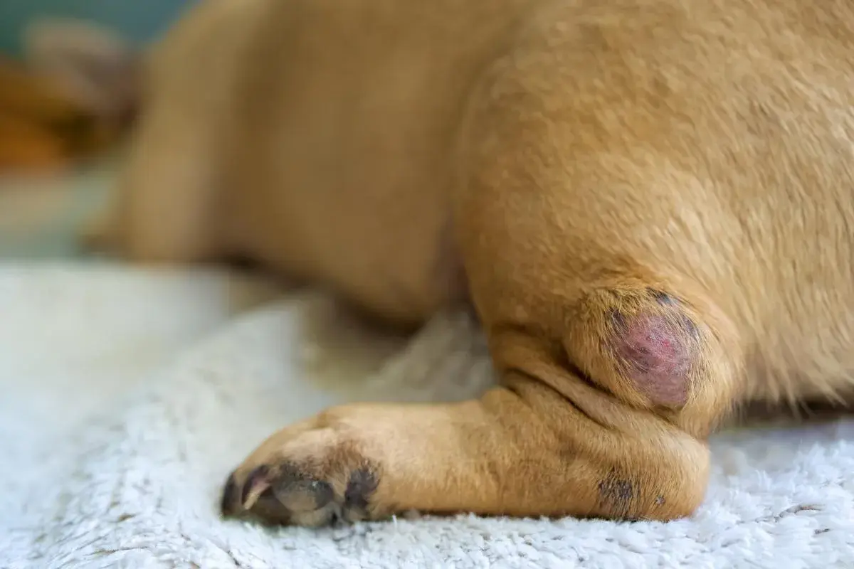 Primo piano di un cane con un tumore cutaneo sulla zampa posteriore. La lesione è rossa e leggermente gonfia.