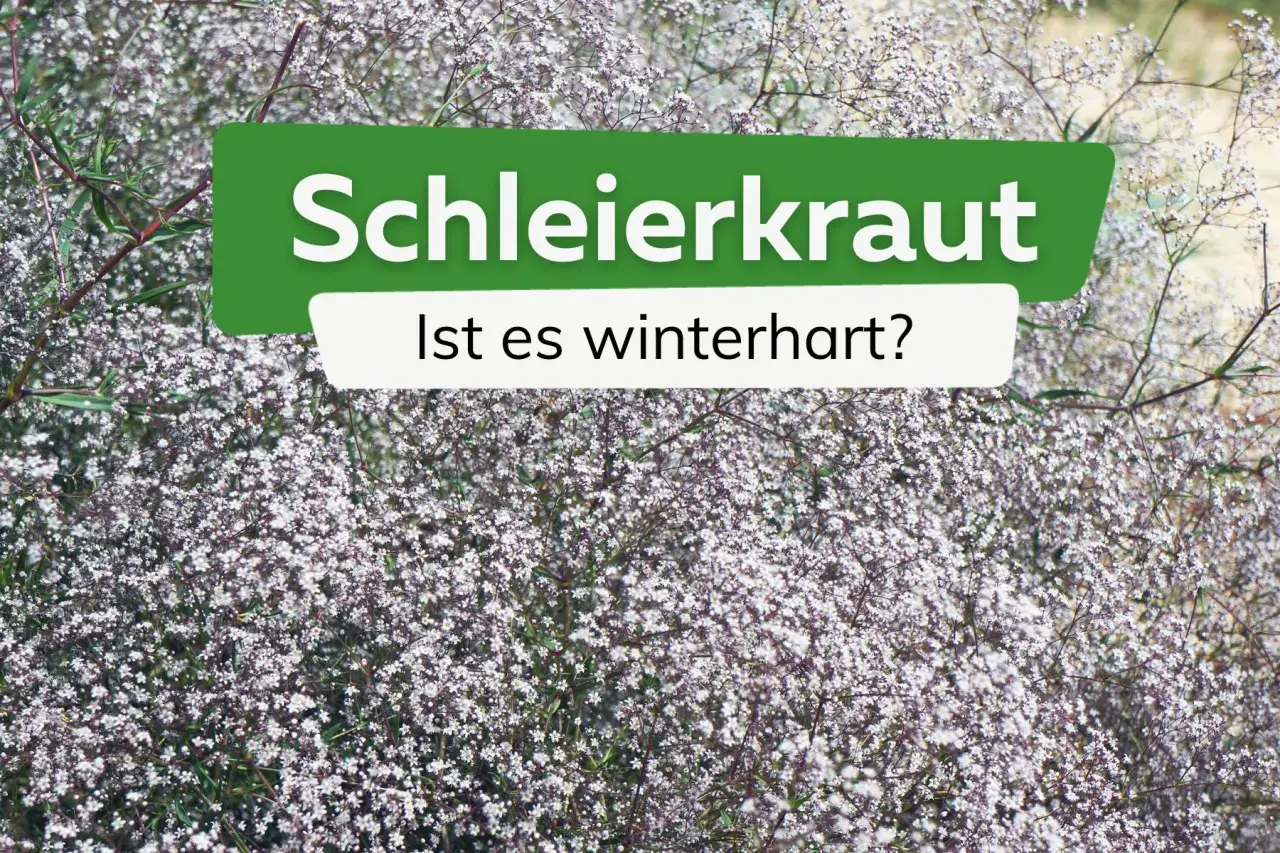 Schleierkraut, zart und blütenreich, fragt: Ist es winterhart? Ja, viele Sorten sind winterhart und schmücken den Garten auch im nächsten Jahr.