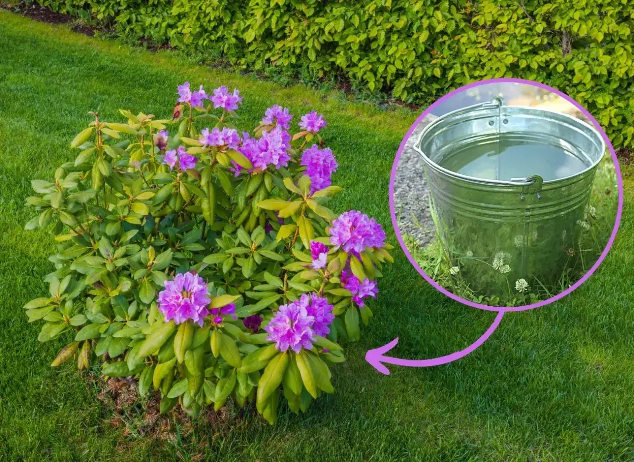 Kwitnący rododendron w ogrodzie, obok wiadro z wodą, sugerujące nawóz do rododendronów.