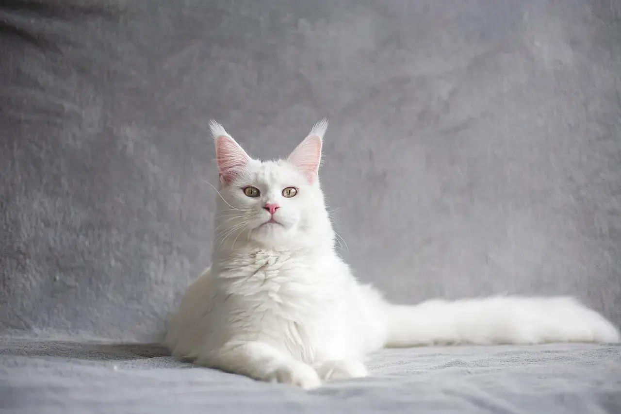 Biały kot Maine Coon z zielonymi oczami, jakby patrzył, czy koty wracają po śmierci.