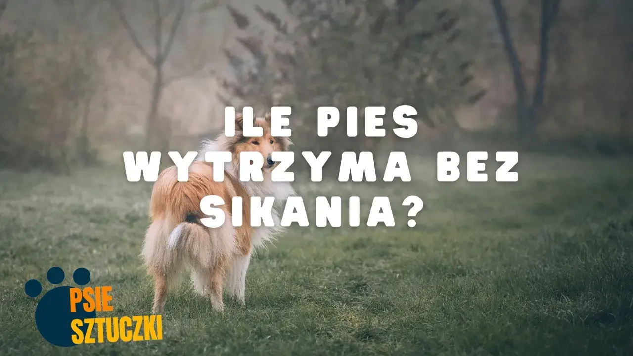Pies na trawie, z tekstem "ILE PIES WYTRZYMA BEZ SIKANIA?".