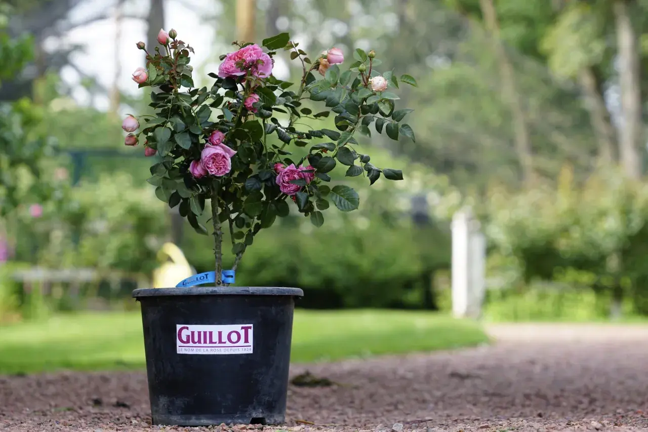 Un rosier en pot, prêt pour son arrosage, arbore de délicates fleurs roses et des boutons. Le pot porte la marque Guillot.