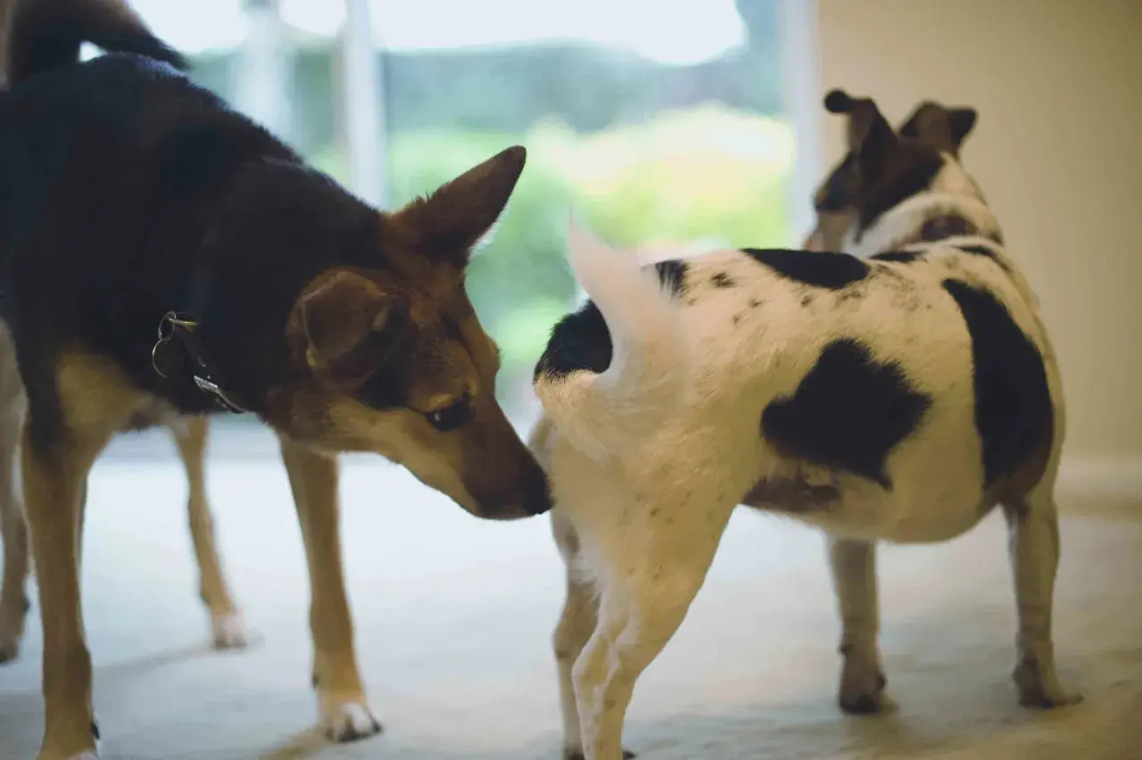 Two dogs greet each other. The dog on the left sniffs the rear of the dog on the right, a common way dogs learn about each other.