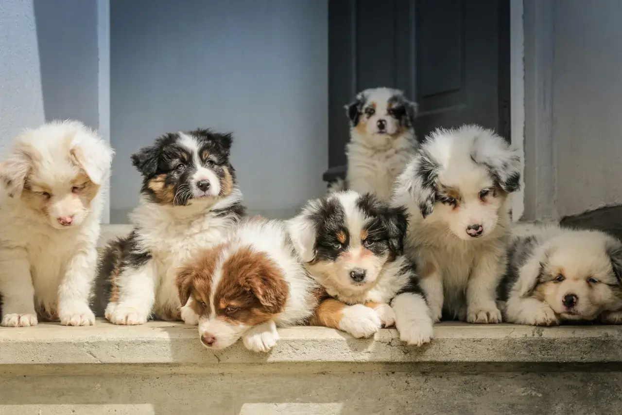 Sechs niedliche Border-Aussie Mix Welpen sitzen auf einer Treppe. Erste Erfahrungen mit diesen charmanten Hunden sind hier zu sehen.