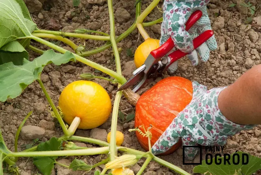 Uprawa dyni krok po kroku: Zbiory, pielęgnacja i odmiany poradnik