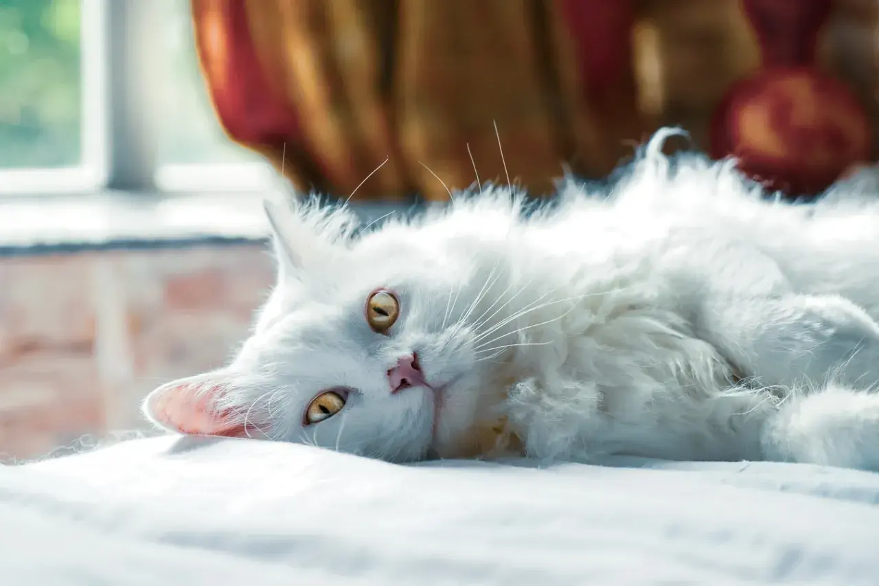 Gato blanco de pelo largo, con ojos dorados, descansa plácidamente. ¡Cuidado con las bolas de pelo gatos!