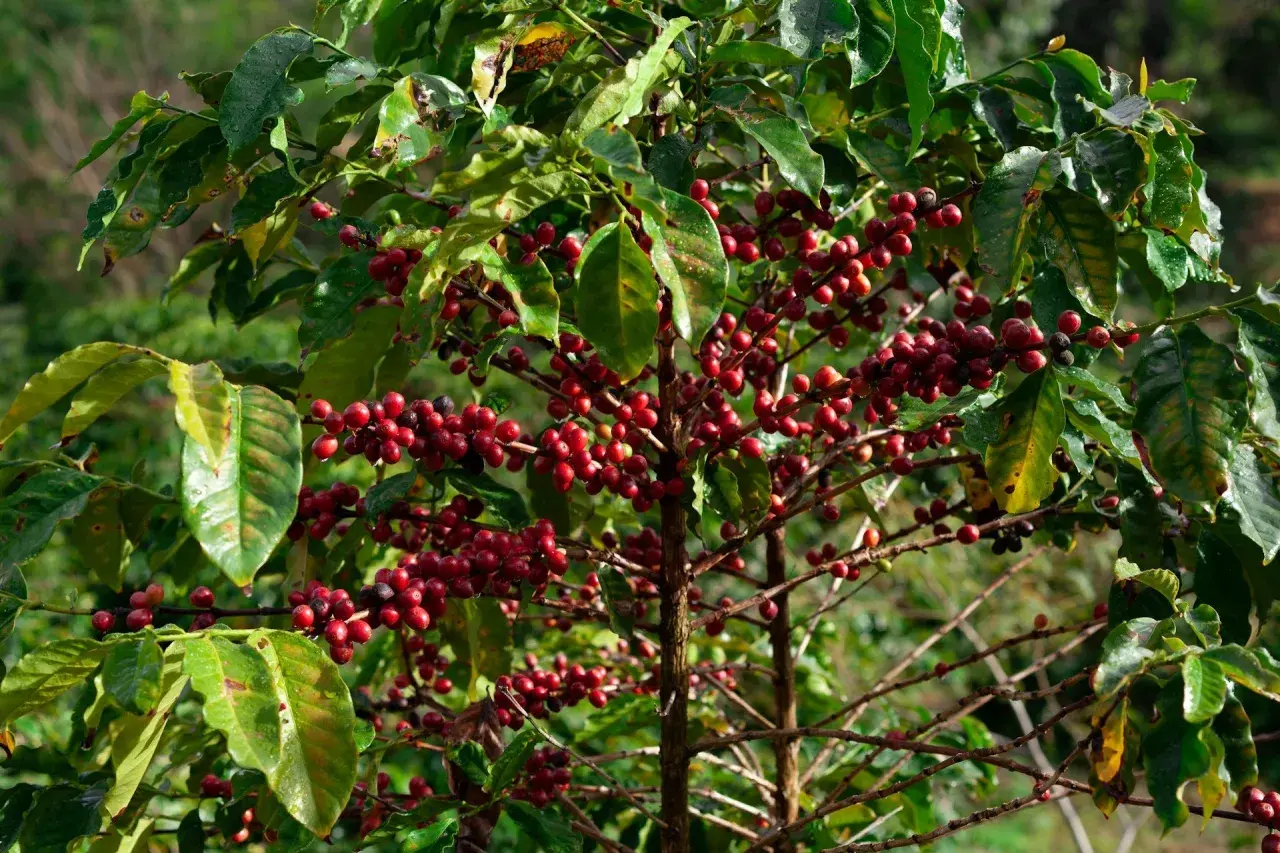 En arabisk kaffeplanta med mogna, röda kaffebär som hänger i klasar bland gröna blad.