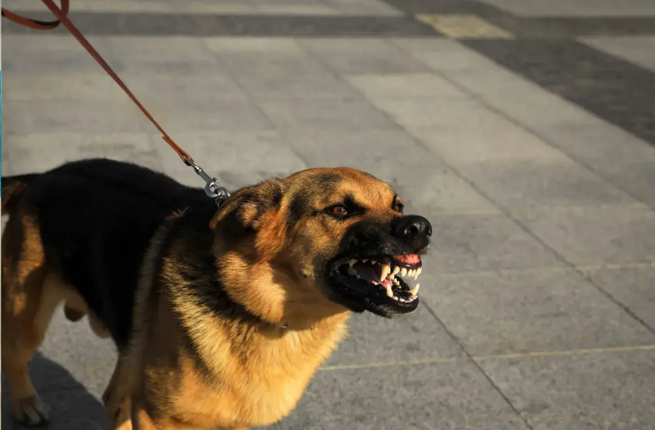 Ein aggressiver Hund knurrt und fletscht die Zähne. Sein Fell ist braun und schwarz, er ist an einer Leine.
