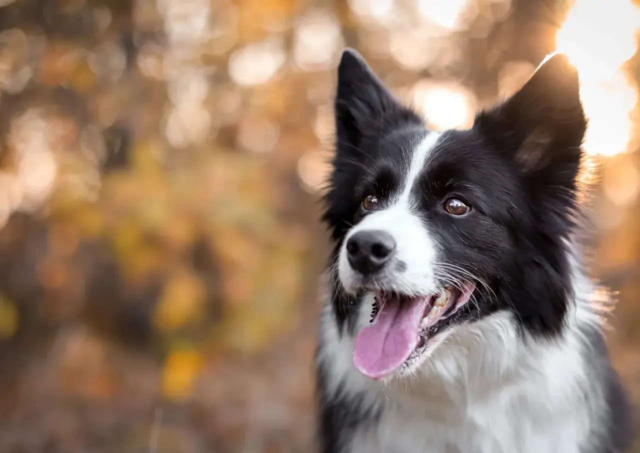 Inteligentny border collie, którego usposobienie widać w bystrym spojrzeniu, dyszy z radością na tle jesiennych liści.