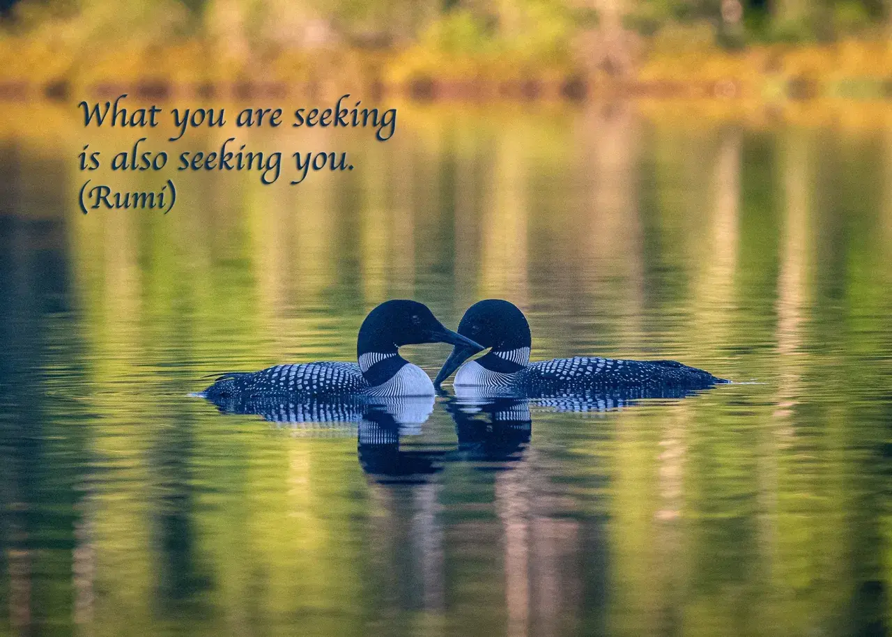 Dos colimbos nadan juntos en un lago sereno, reflejando la belleza de las frases naturaleza.