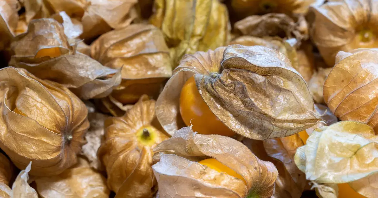 Złociste, zasuszone łupinki skrywają soczyste, pomarańczowe owoce physalis.