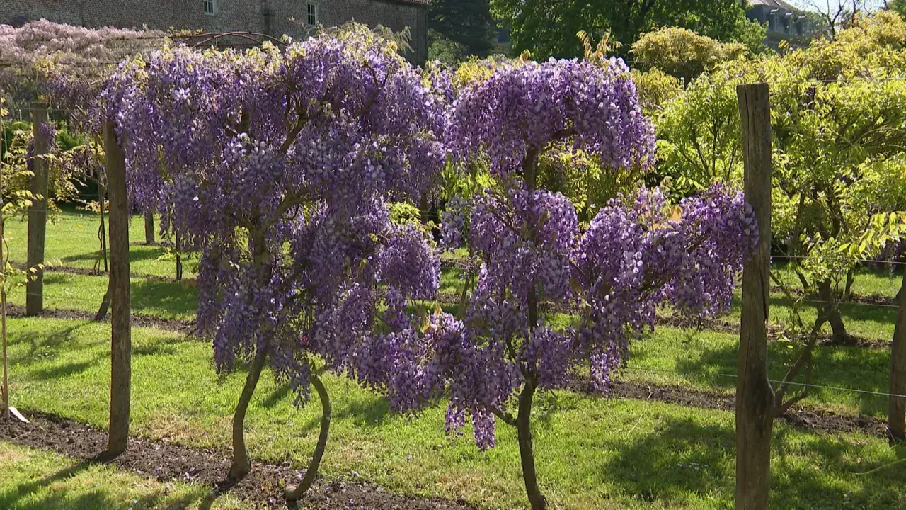 Des arbres en forme de cœur, couverts de grappes de glycine fleur, s'épanouissent dans un jardin verdoyant.