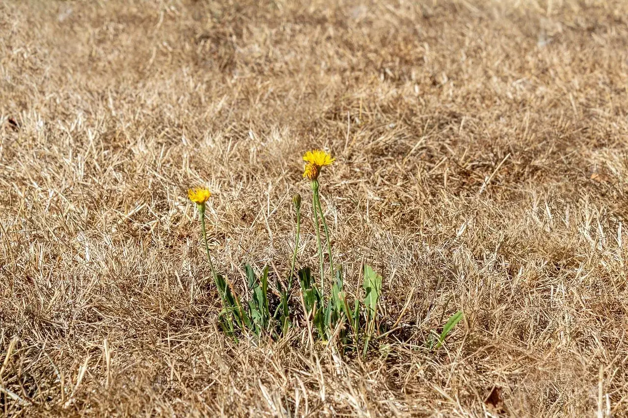 Dos flores amarillas brotan en un campo de césped seco, un signo de esperanza para recuperar el césped.