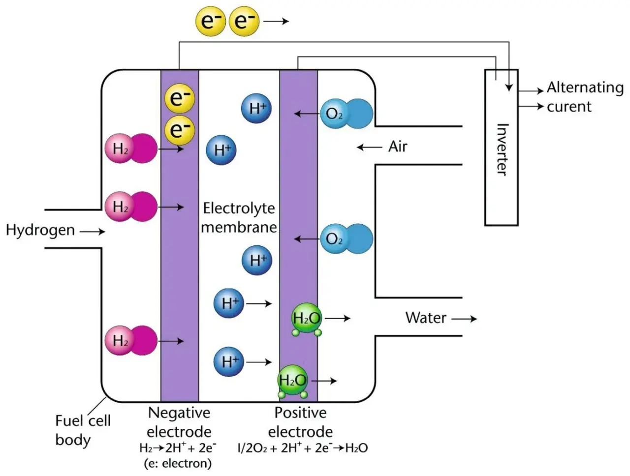 Der Aufbau einer Brennstoffzelle: Wasserstoff reagiert an der negativen Elektrode zu Protonen und Elektronen. Protonen wandern durch die Elektrolytmembran, Elektronen erzeugen Strom. An der positiven Elektrode reagieren Protonen, Elektronen und Sauerst...
