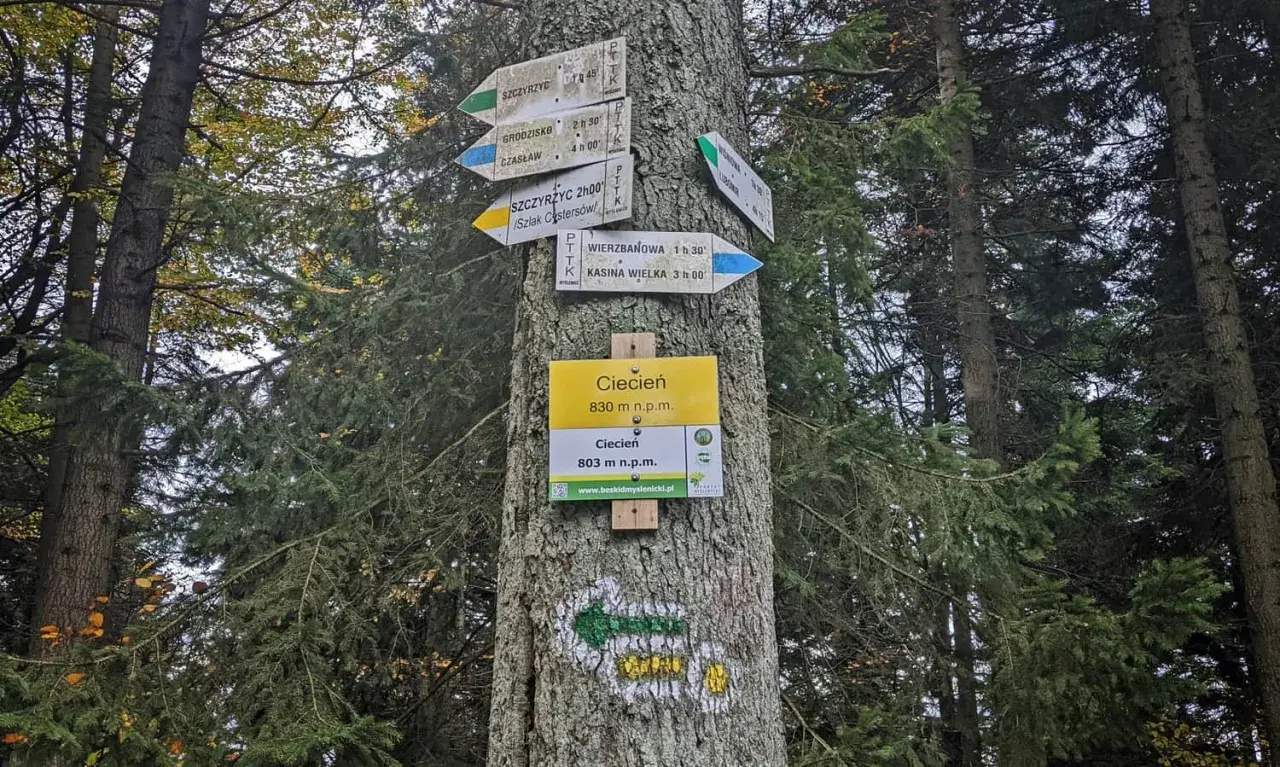 Znaki szlaku turystycznego na drzewie wskazują drogę do Ciecienia, 830 m n.p.m. W lesie widać wiele kierunków.