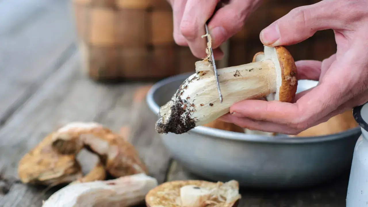 Manos limpiando boletus con un cuchillo, preparándolos para cocinar. Aprende como limpiar boletus fácilmente.