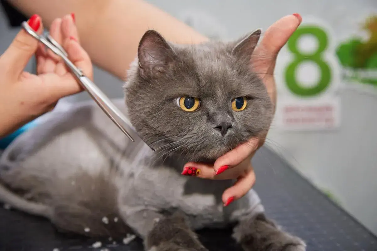 Un gato gris con ojos amarillos está siendo esquilado. Se puede cortar el pelo a los gatos para su cuidado.