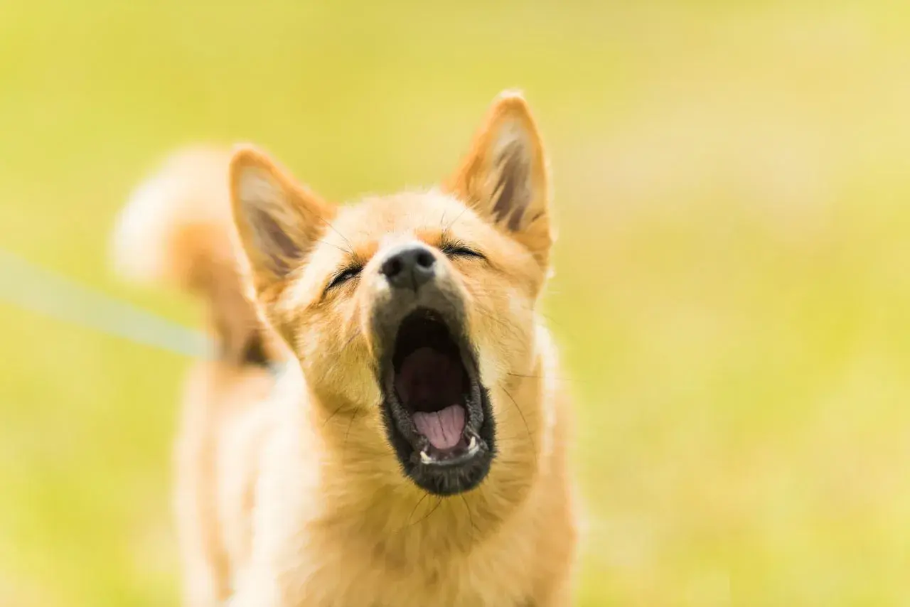 Ein Hund gähnt herzhaft, seine Augen sind geschlossen. Man könnte fast meinen, er bereitet sich auf lautes Bellen vor, doch stattdessen entspannt er sich.
