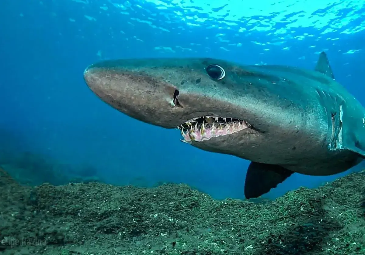 Tiburón de aguas profundas, uno de los peces de Canarias, nada sobre un lecho marino rocoso.