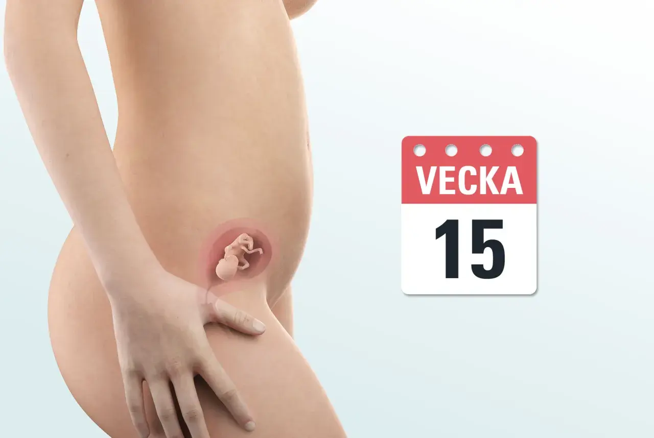 Gravid vecka 15. En illustration visar en gravid mage med en bebis i livmodern. En kalender visar "Vecka 15".