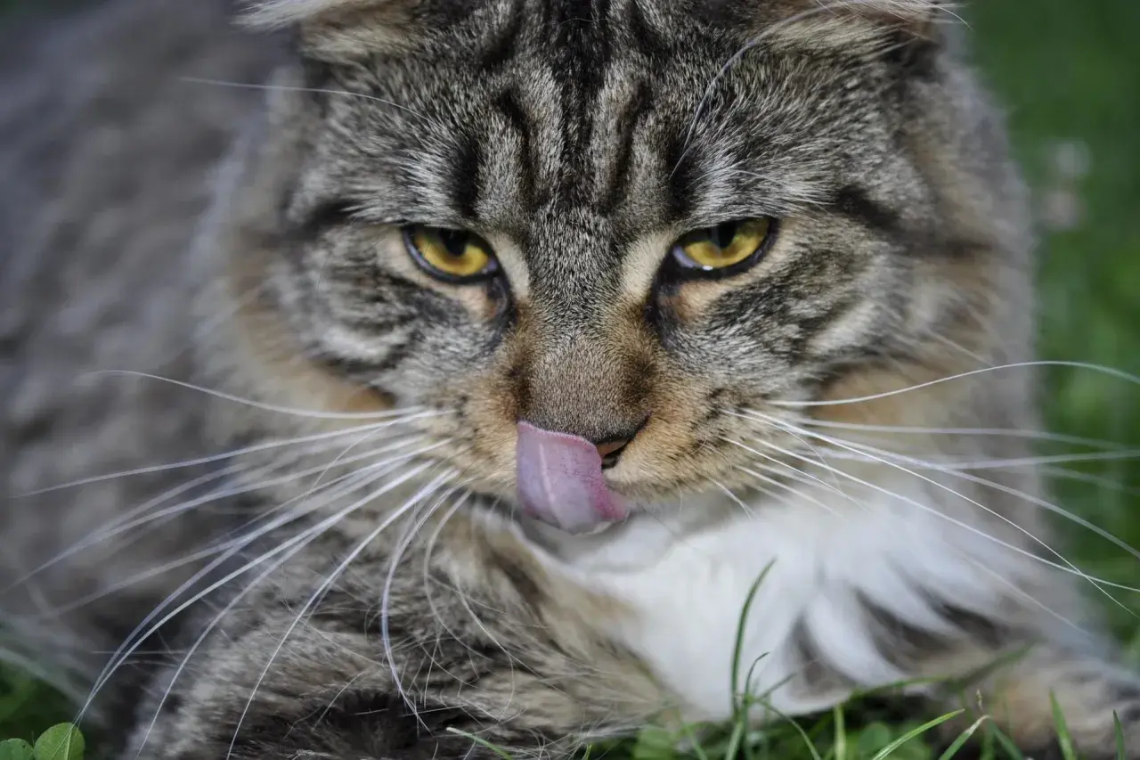 Duży kot rasy Maine Coon oblizuje pyszczek, jego bursztynowe oczy patrzą wprost na Ciebie.