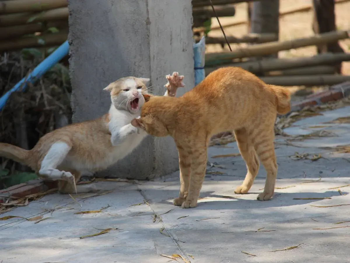 Dos gatos, uno blanco y naranja, el otro naranja, se enfrentan. El blanco y naranja abre la boca en un maullido, mientras el naranja se inclina. Una escena de cómo presentar a dos gatos.