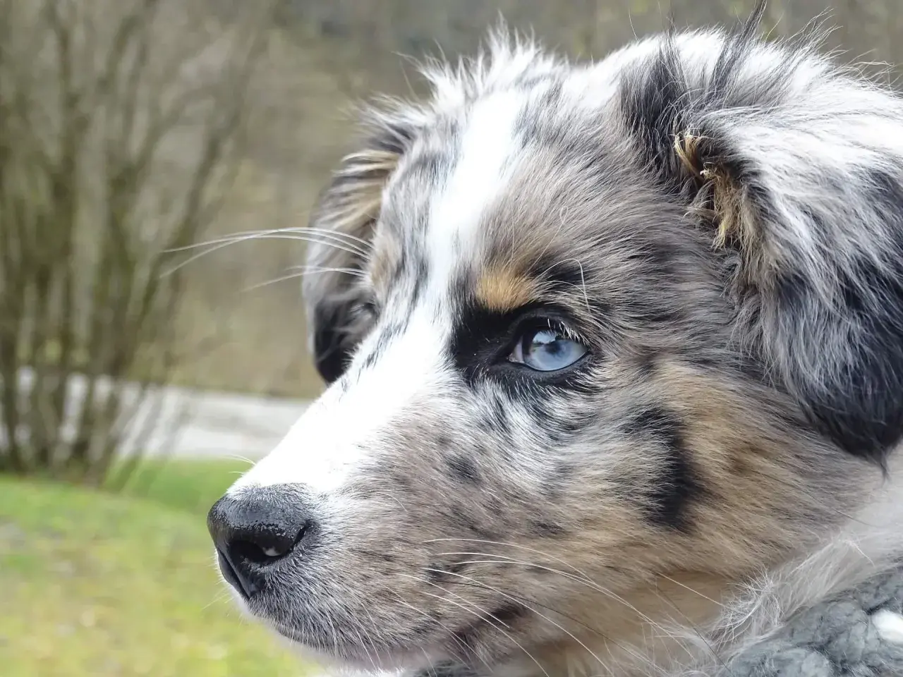 Ein wunderschöner Merle-Hund mit blauen Augen, dessen Fellmuster an Krankheiten erinnern könnte, blickt nachdenklich in die Ferne.