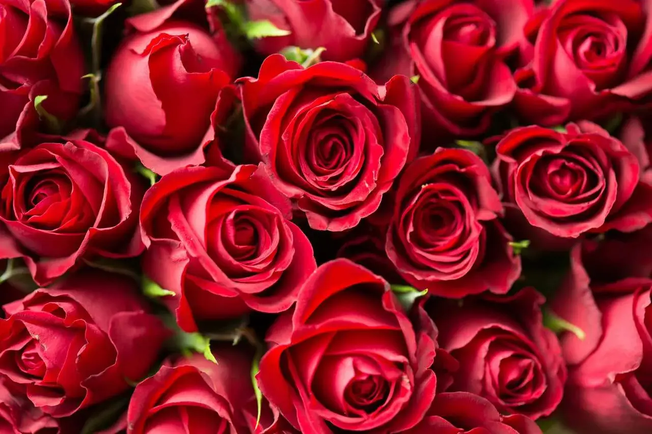 Un mazzo di rose rosse, simbolo di passione. Se un uomo ti desidera, i segnali sono chiari come il colore di questi fiori.